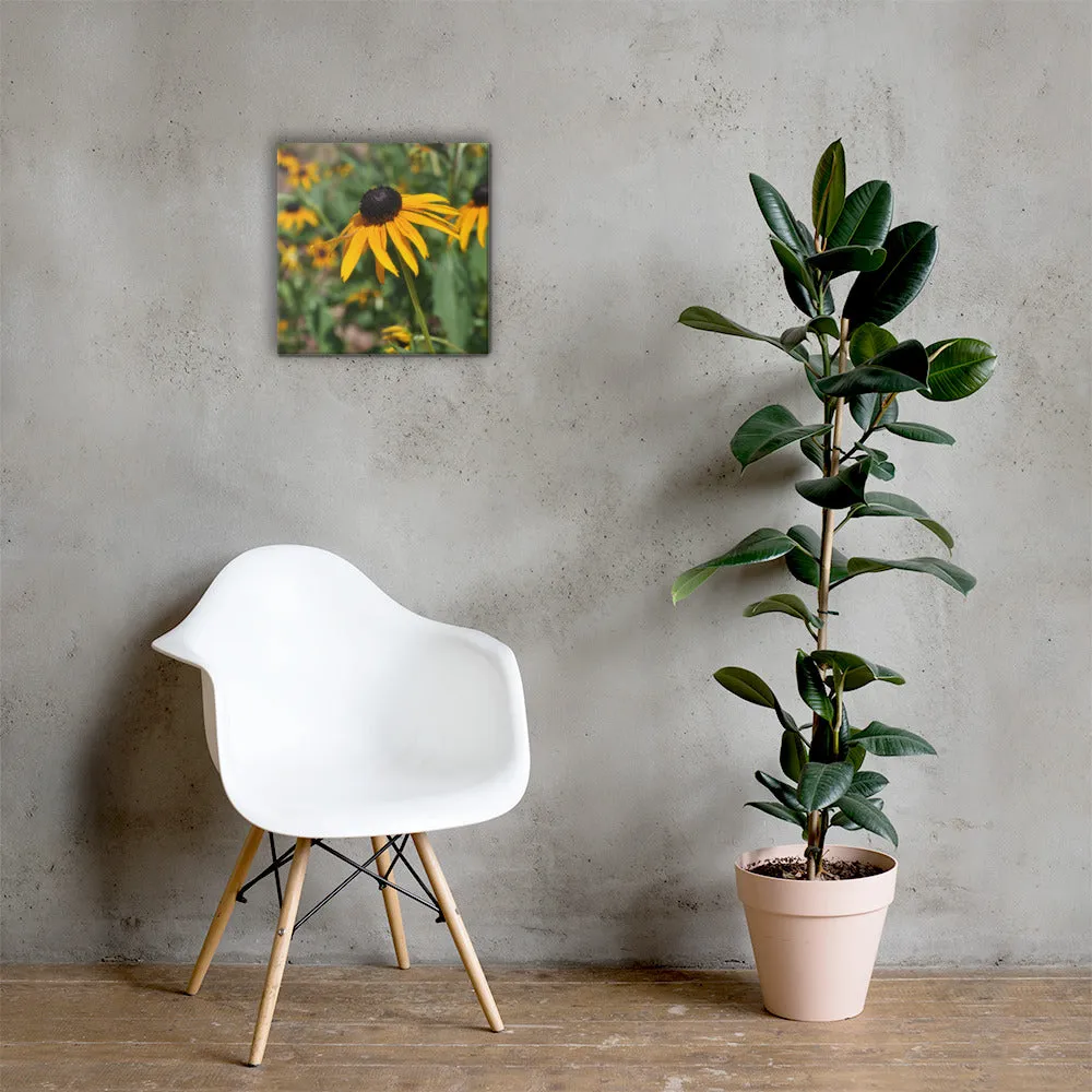 Black-eyed Susan Canvas - Photograph by Alex Osborn