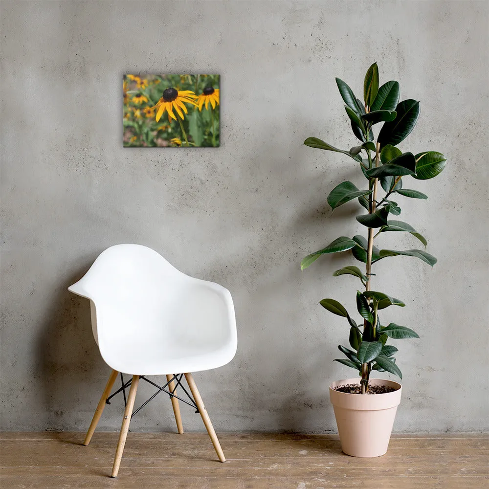 Black-eyed Susan Canvas - Photograph by Alex Osborn